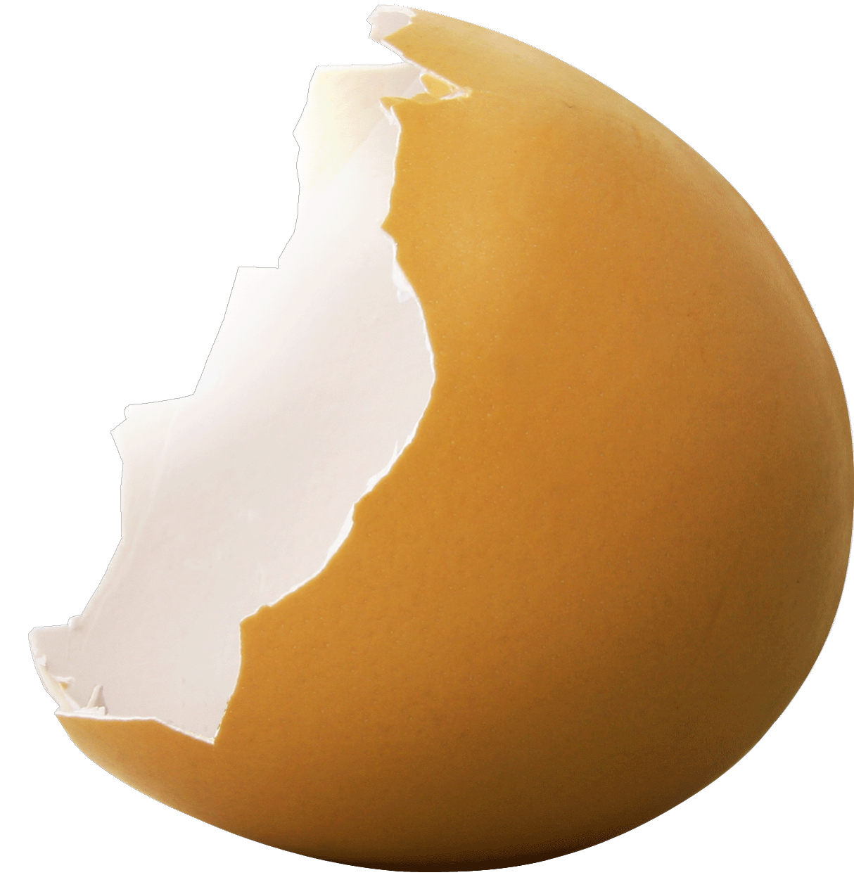 Second Egg Shell